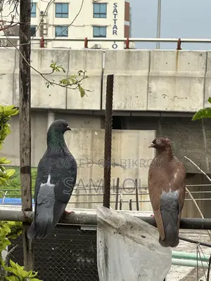 ১০০% পিওর জোড়া কবুতর