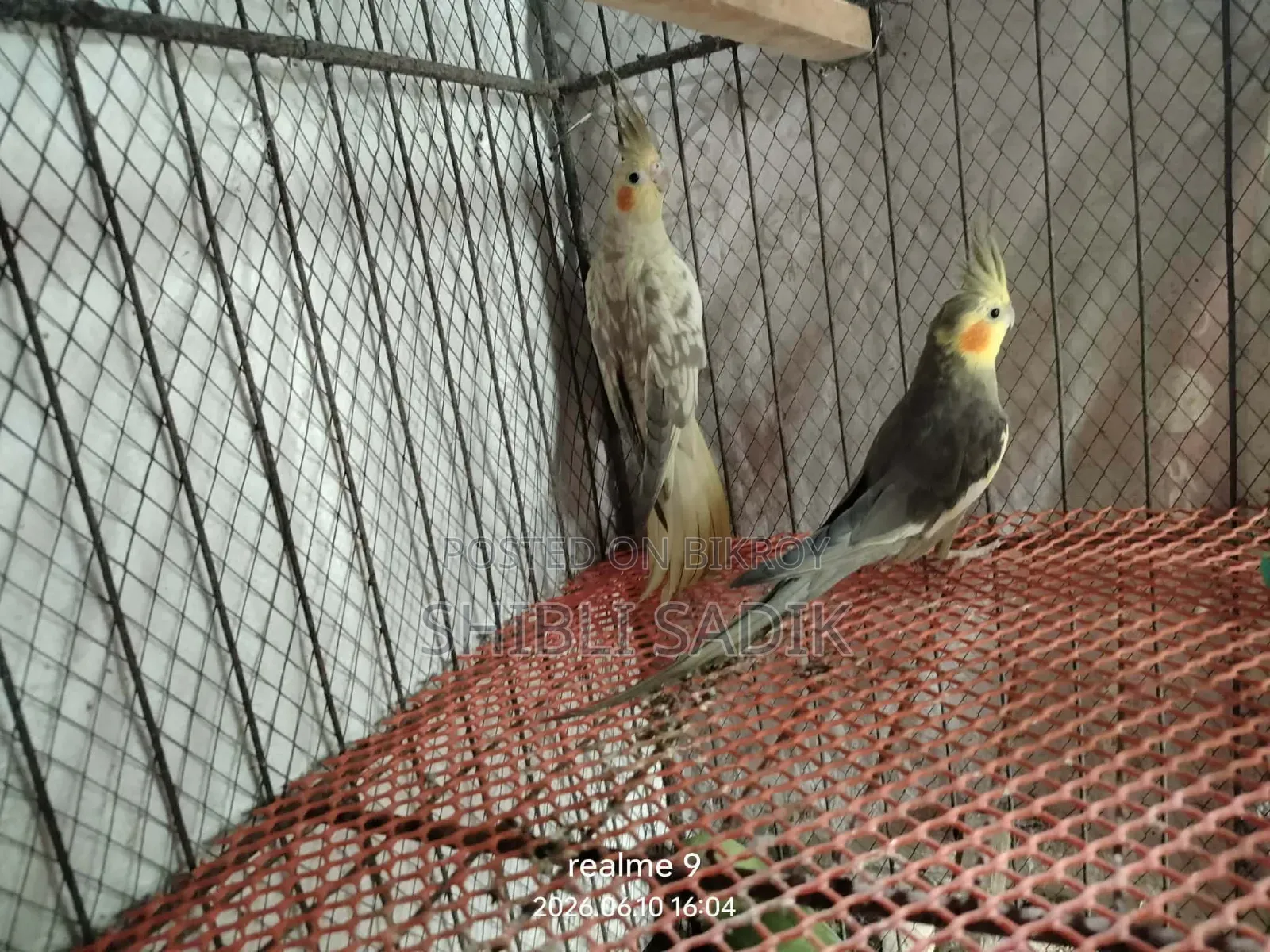 Cockatiel Master Pair and 1 Male Lovebird