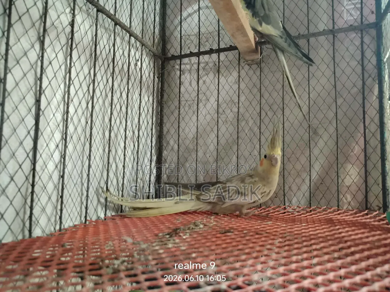 Cockatiel Master Pair and 1 Male Lovebird