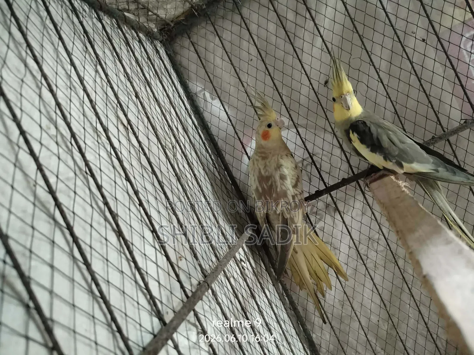 Cockatiel Master Pair and 1 Male Lovebird