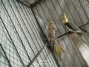 Cockatiel Master Pair and 1 Male Lovebird