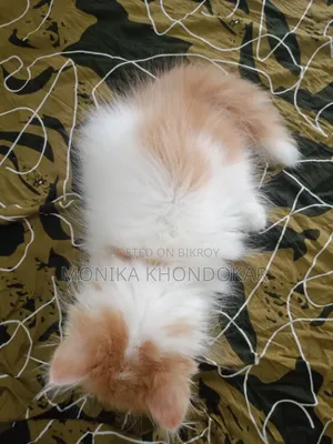 1-3 Months Female Purebred Persian