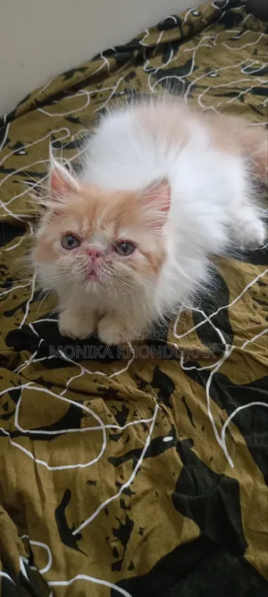 1-3 Months Female Purebred Persian