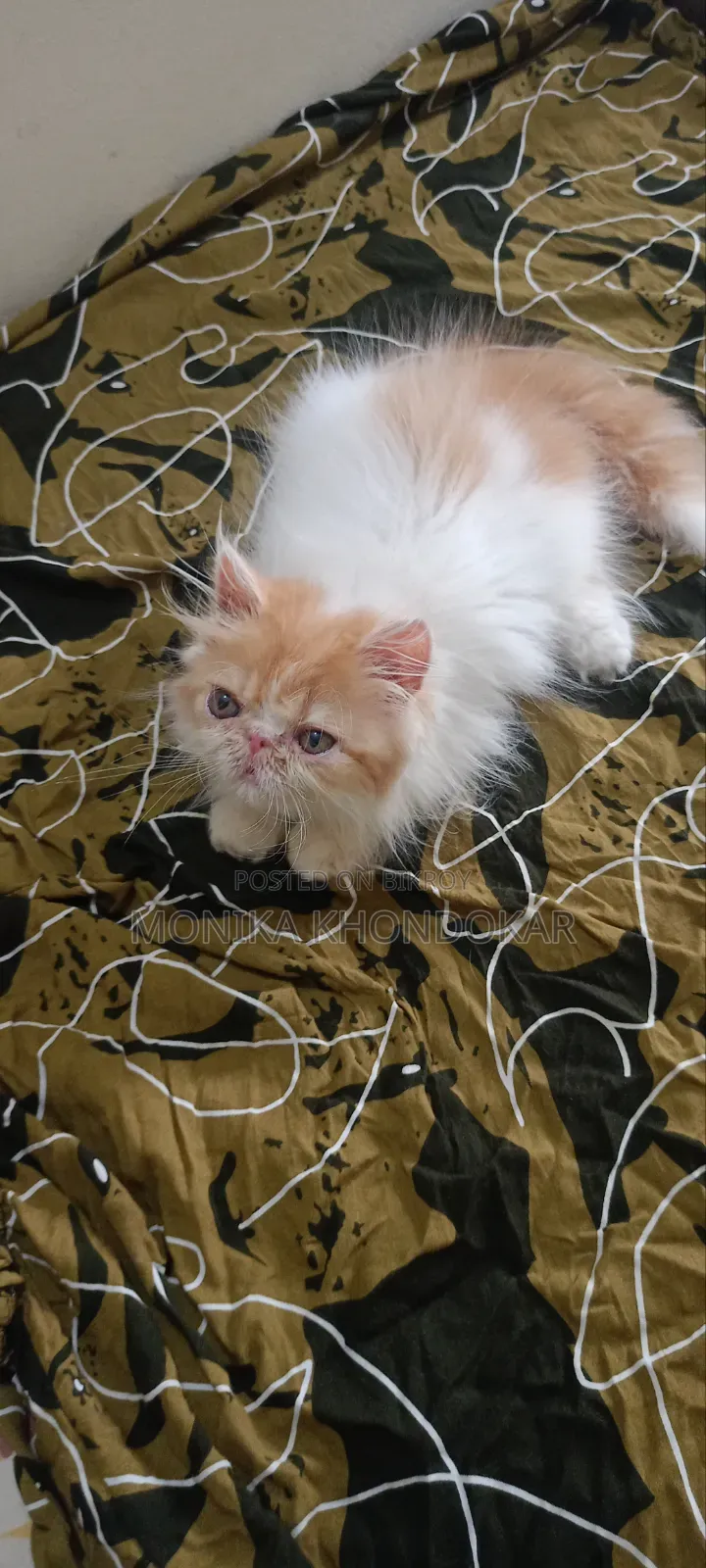 1-3 Months Female Purebred Persian