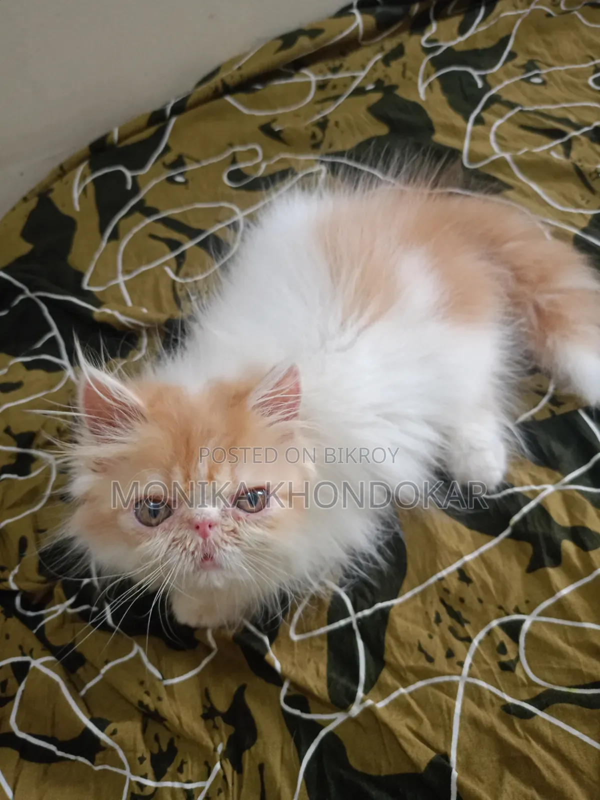 1-3 Months Female Purebred Persian