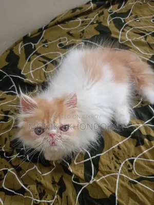 1-3 Months Female Purebred Persian