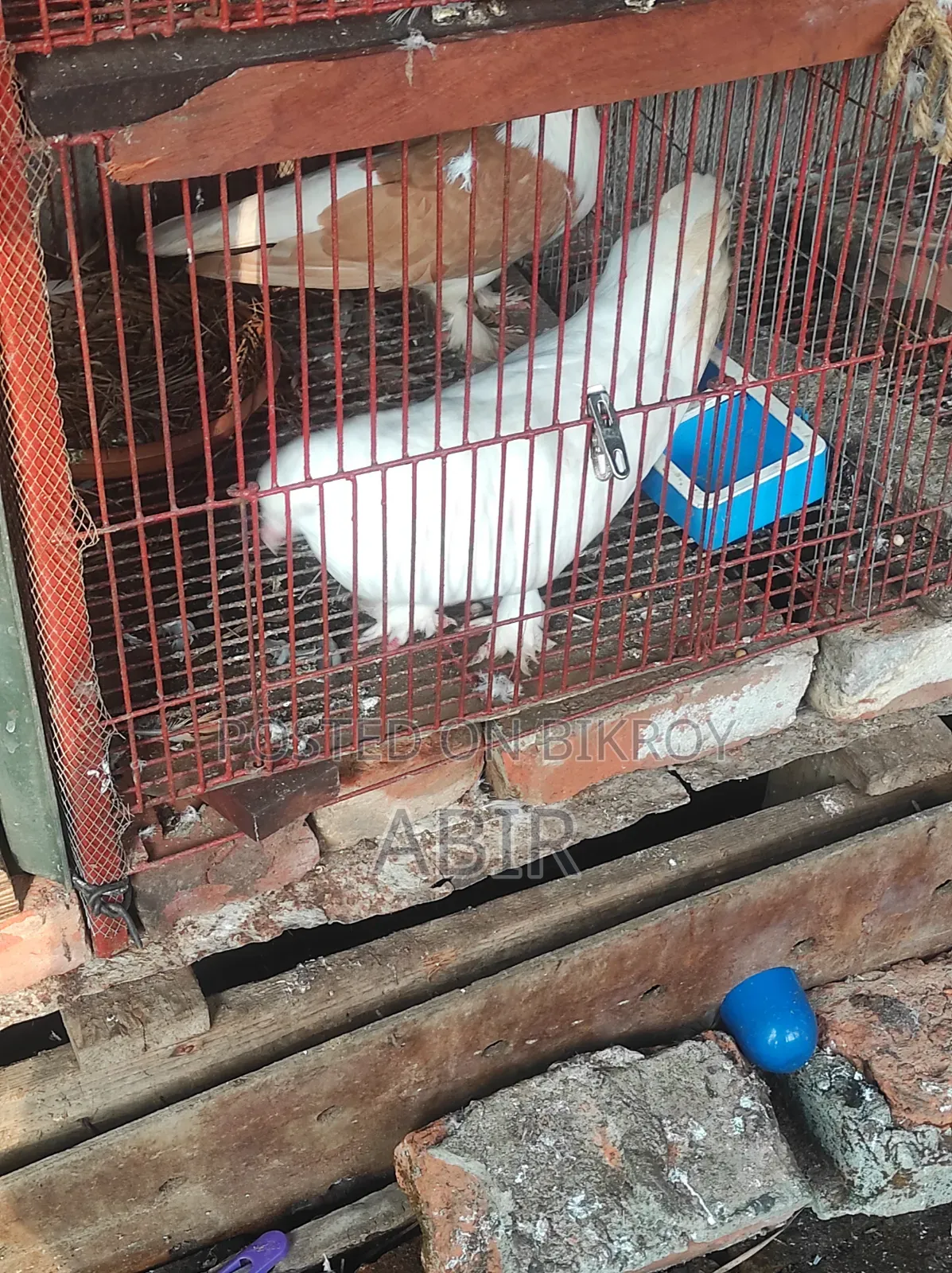 রানিং জোড়া