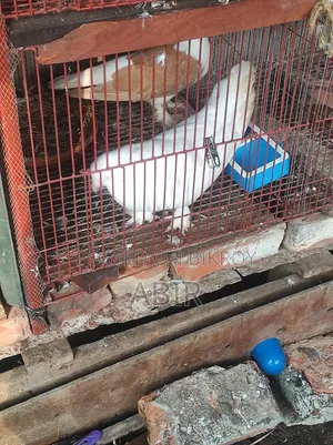 রানিং জোড়া