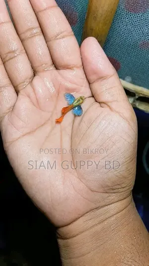 RTP Guppy Fish