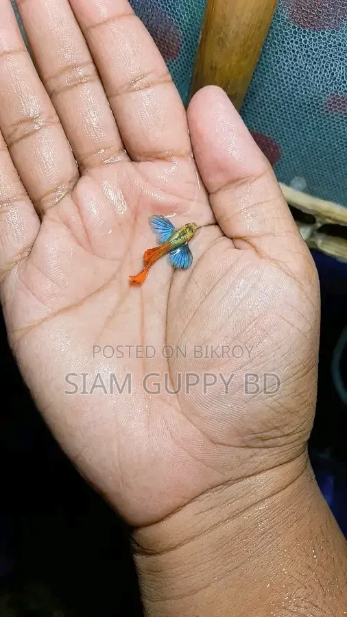 RTP Guppy Fish