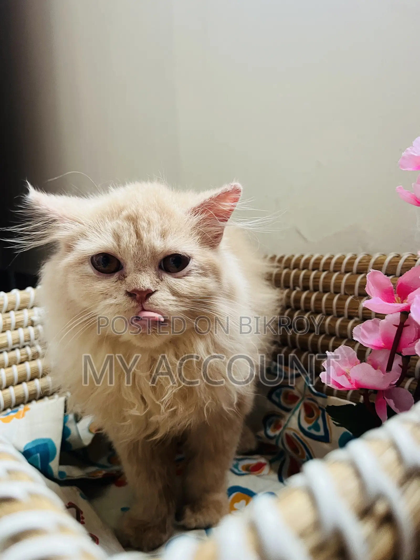 3-6 Months Female Purebred Persian