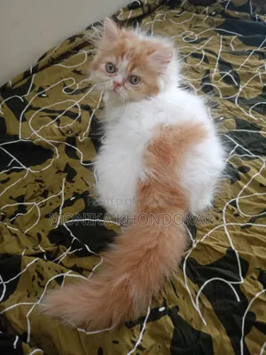 1-3 Months Male Purebred Persian
