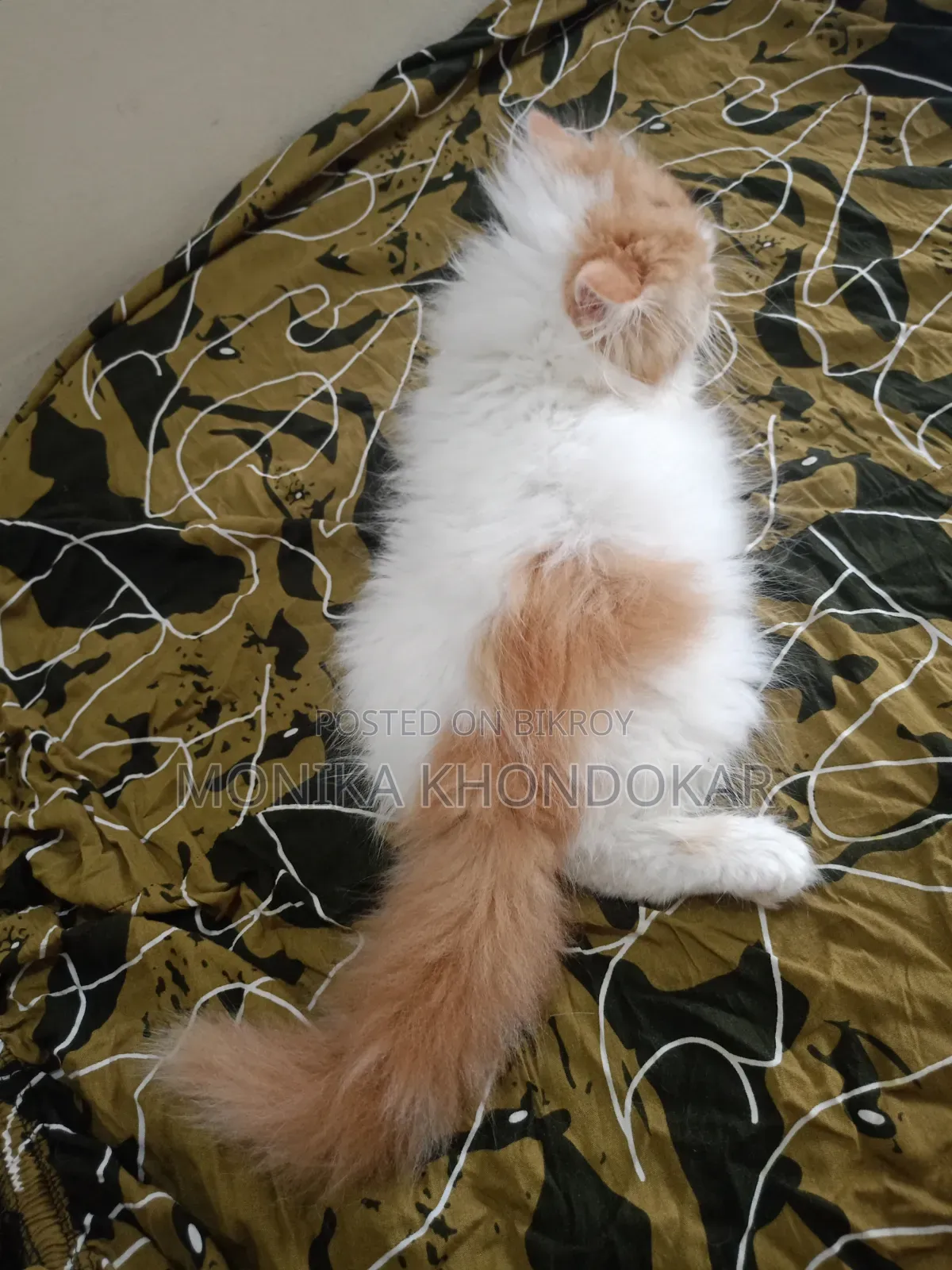1-3 Months Male Purebred Persian