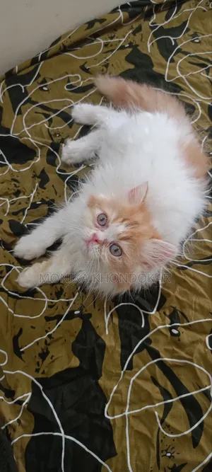 1-3 Months Male Purebred Persian