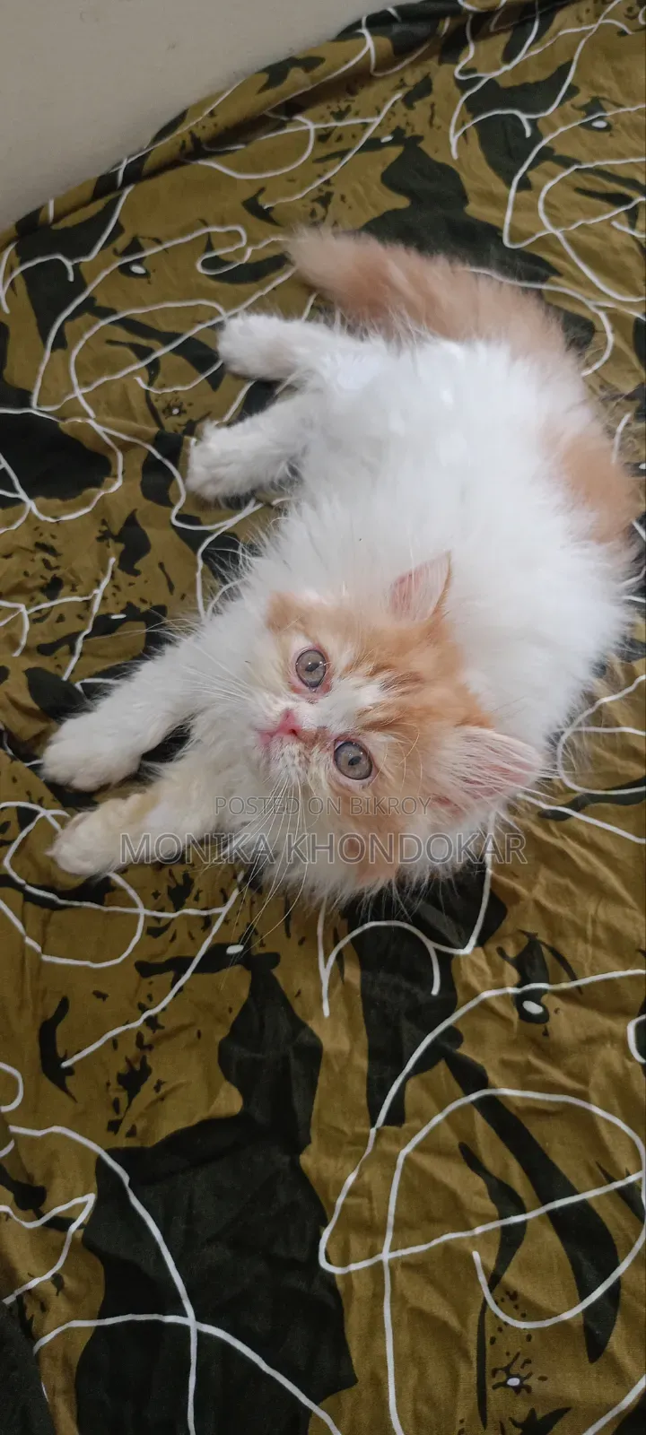 1-3 Months Male Purebred Persian