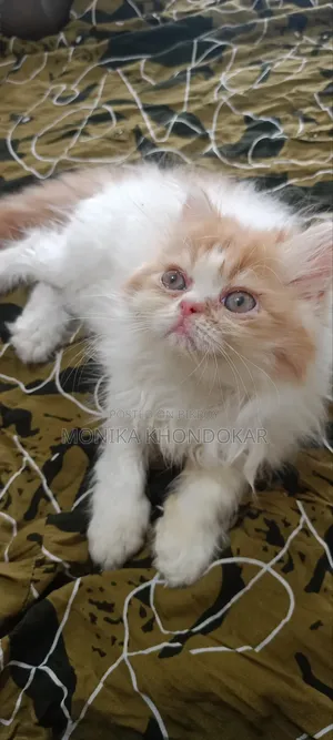 1-3 Months Male Purebred Persian