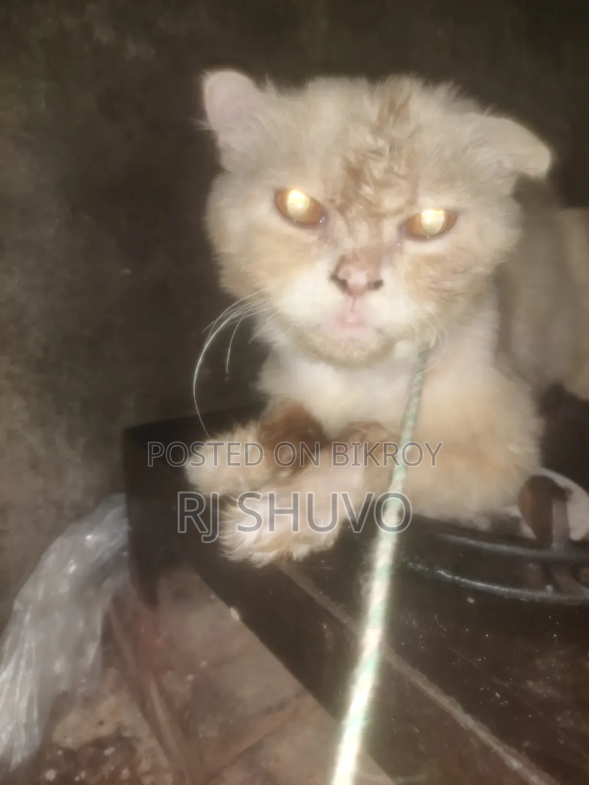 1+ year Male Purebred Persian