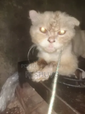 1+ year Male Purebred Persian