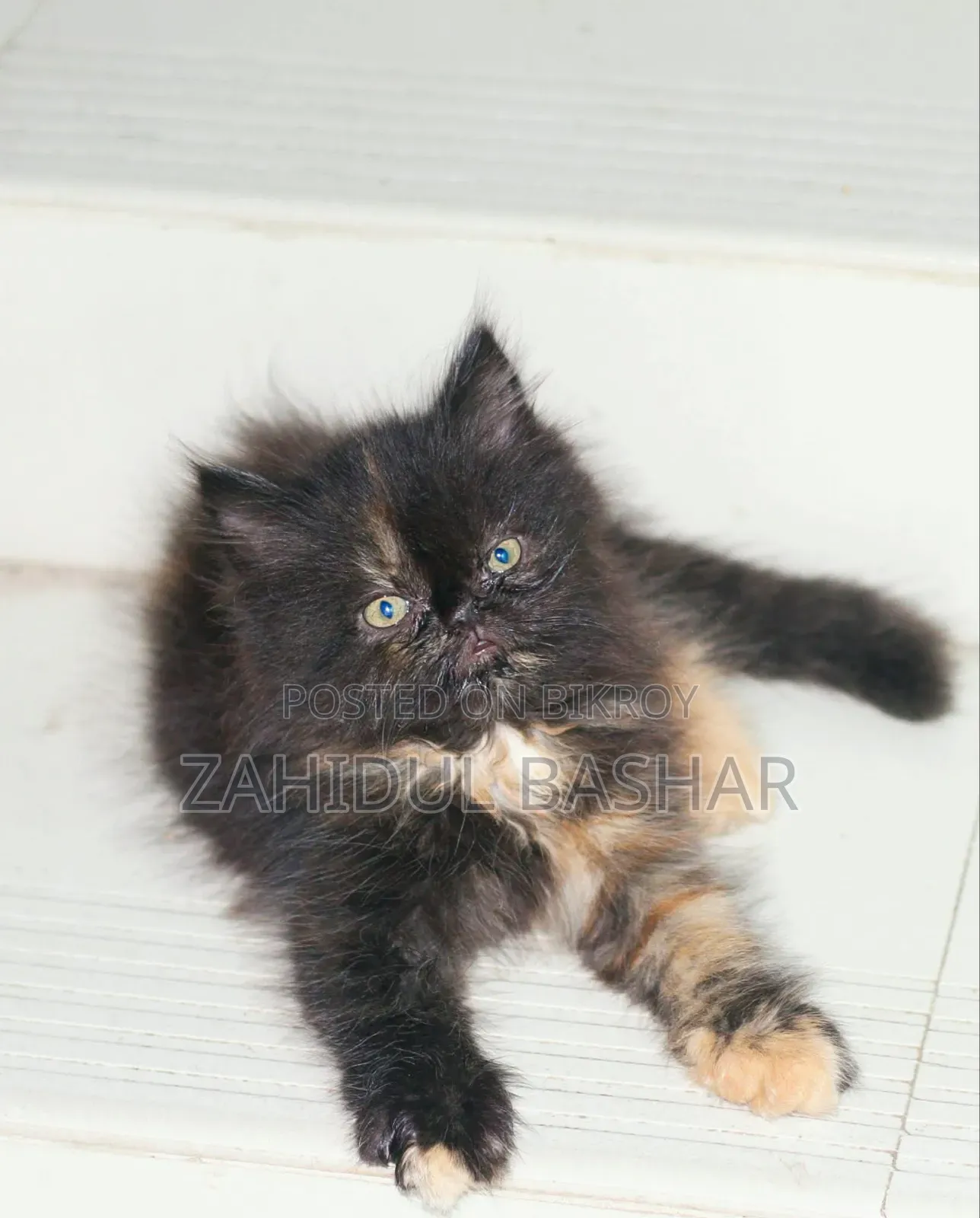 1-3 months Male Purebred Persian