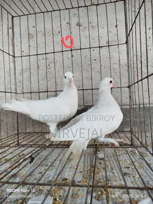 Urgently Want to Sell Pigeons