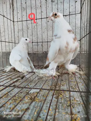 Urgently Want to Sell Pigeons