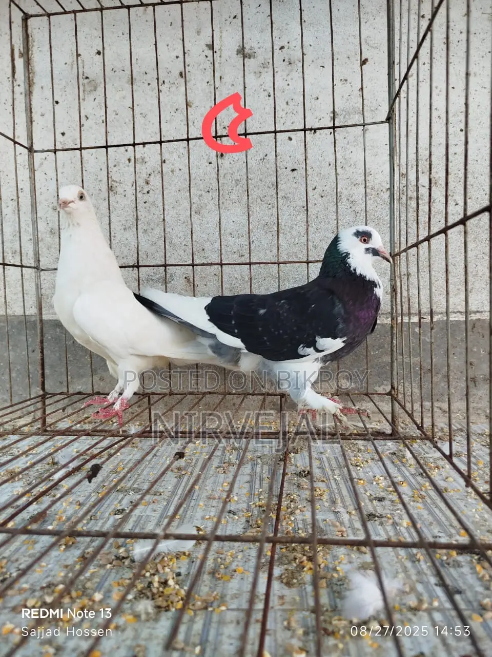 Urgently Want to Sell Pigeons