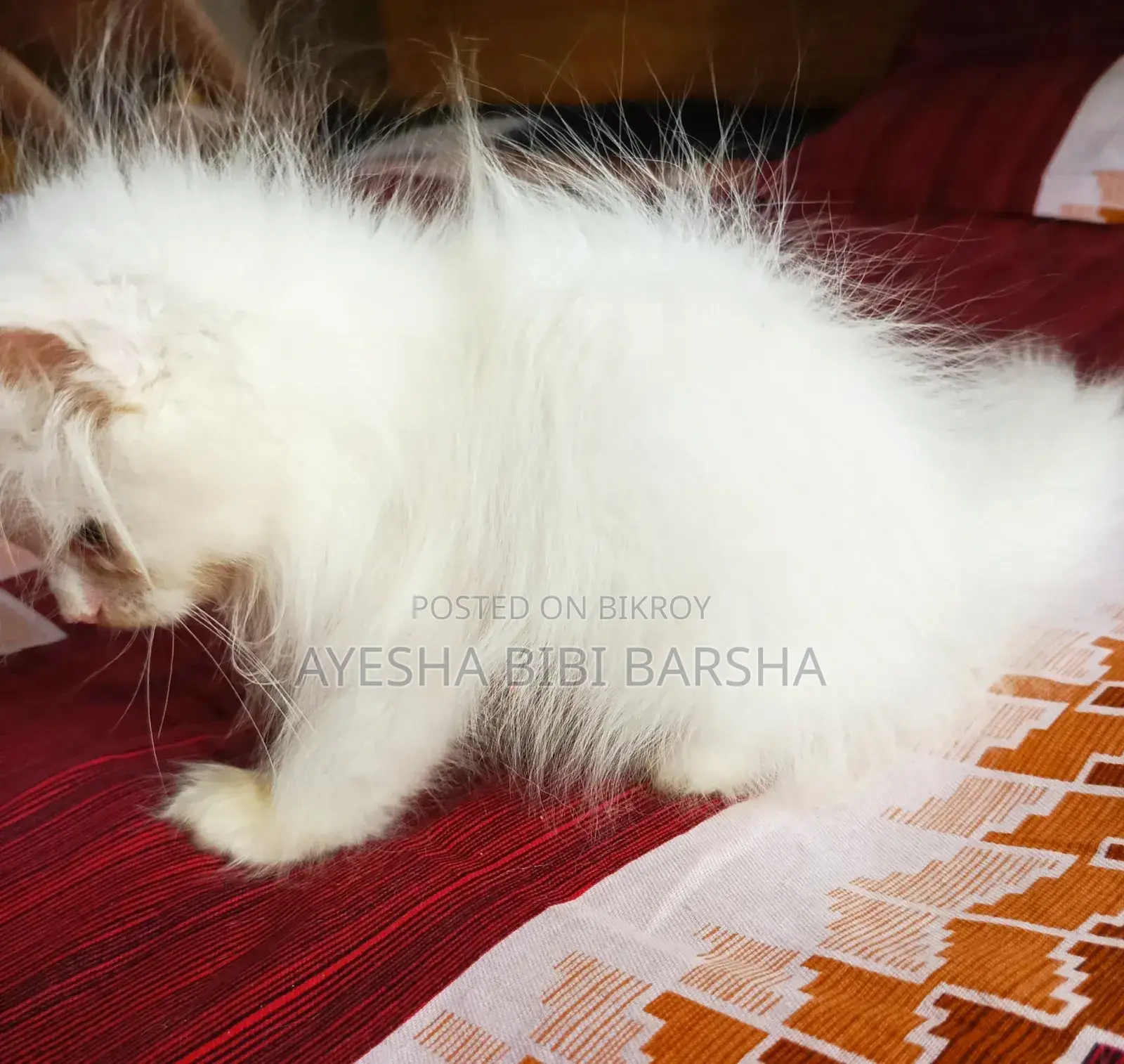 ১-৩ মাস বয়সী মেইল পিওরব্রেড পার্সিয়ান