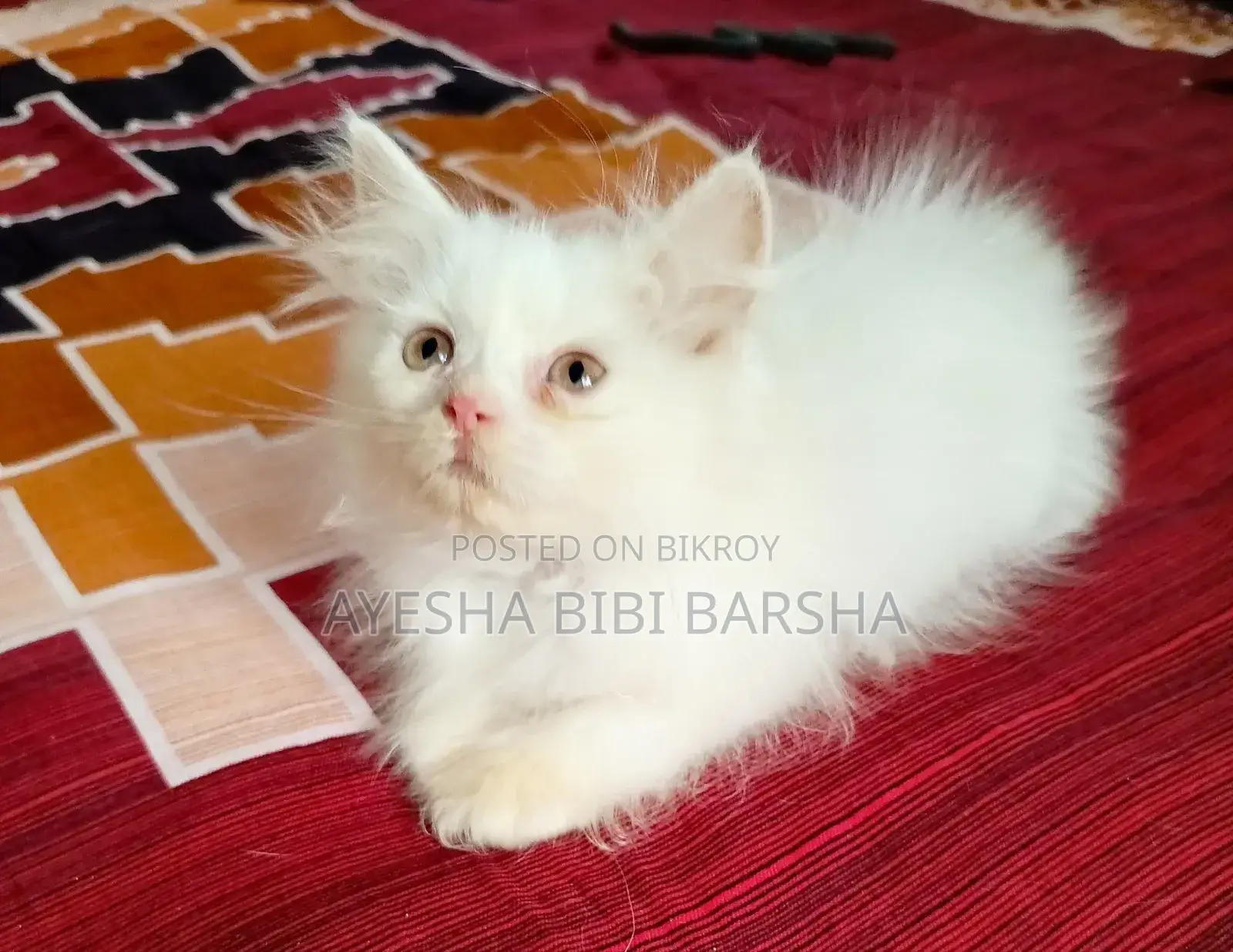 ১-৩ মাস বয়সী মেইল পিওরব্রেড পার্সিয়ান