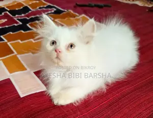 ১-৩ মাস বয়সী মেইল পিওরব্রেড পার্সিয়ান