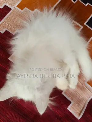 ১-৩ মাস বয়সী মেইল পিওরব্রেড পার্সিয়ান