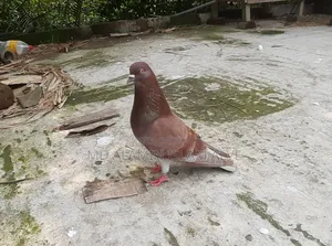 বাংলা রানিং নর