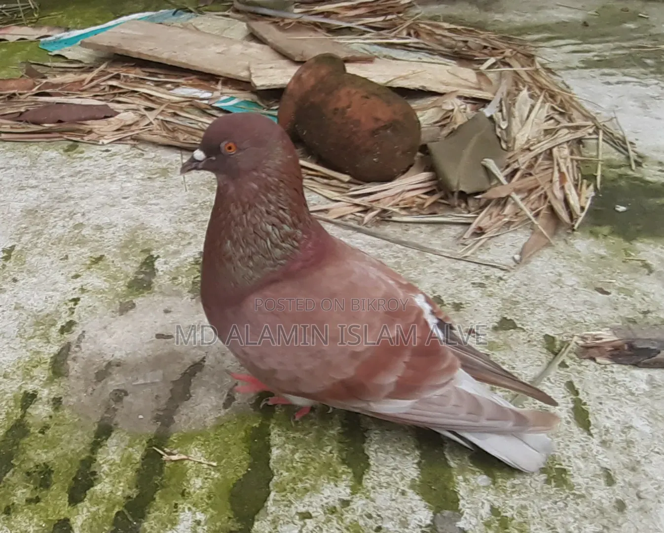 বাংলা রানিং নর