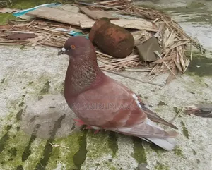 বাংলা রানিং নর