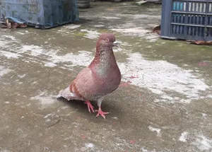 বাংলা রানিং নর