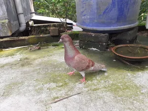 বাংলা রানিং নর