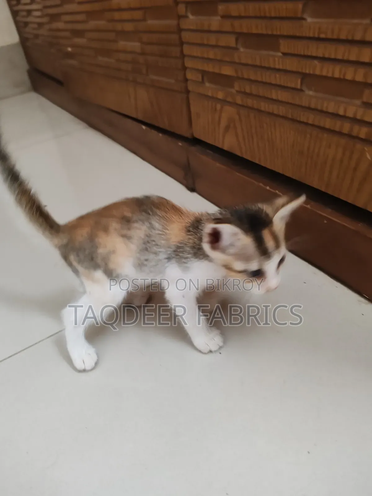 1-3 months Female Mixed Breed Bengal