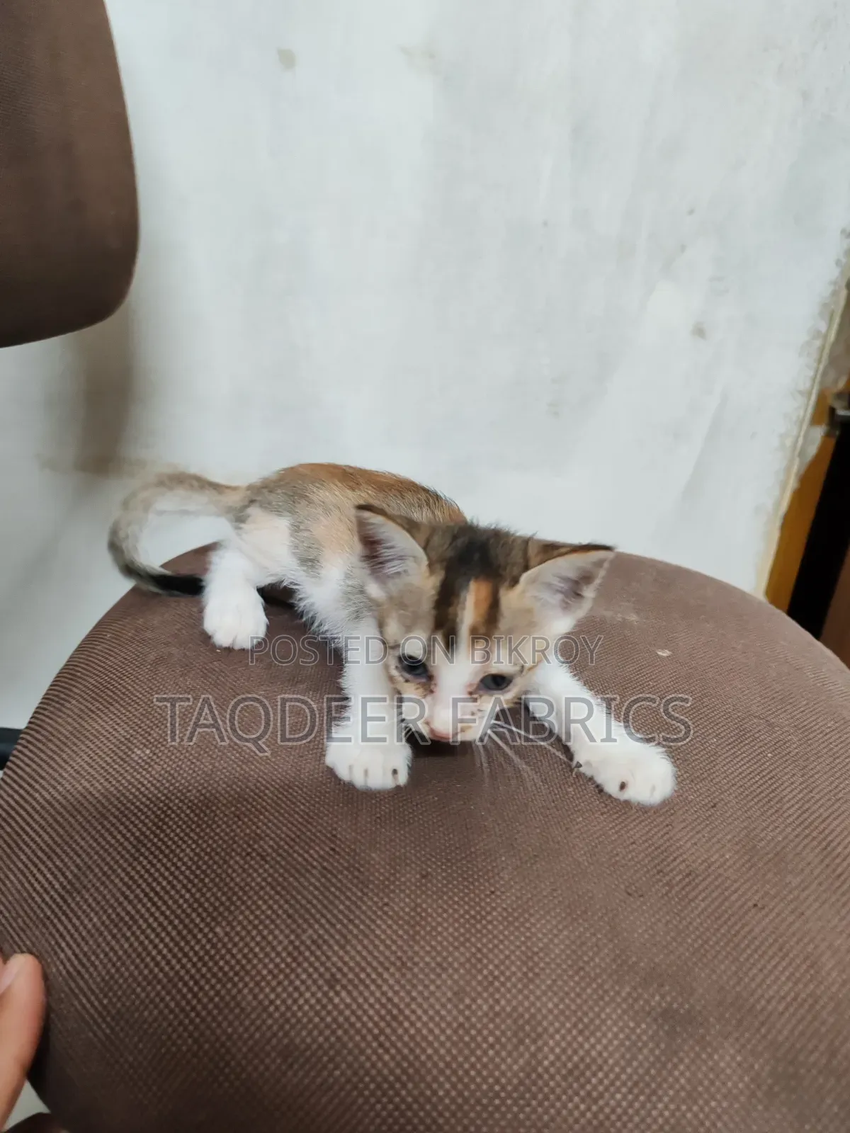 1-3 months Female Mixed Breed Bengal