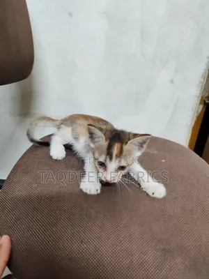 1-3 months Female Mixed Breed Bengal