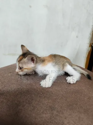 1-3 months Female Mixed Breed Bengal