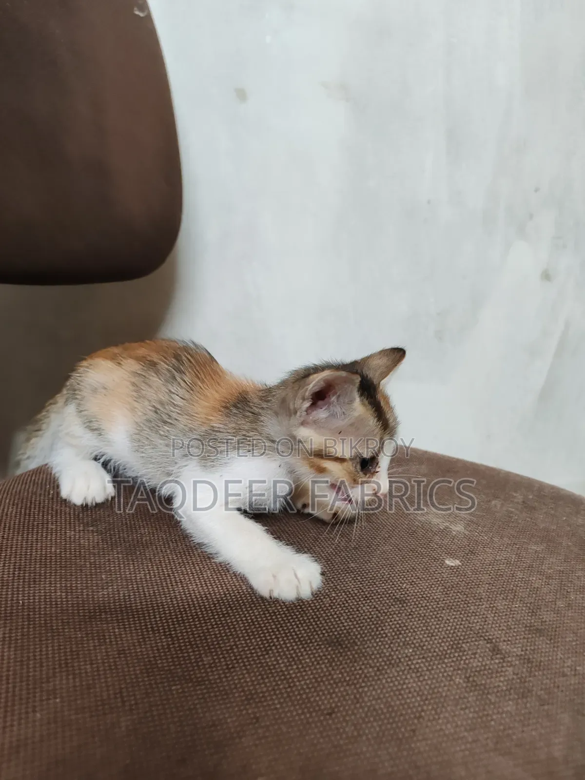 1-3 months Female Mixed Breed Bengal