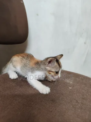 1-3 months Female Mixed Breed Bengal