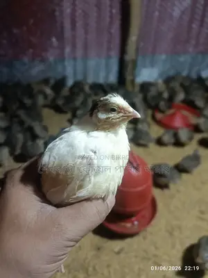 100 gram plus quail bird 250 pieces will be sold