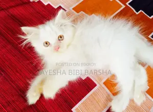 ১-৩ মাস বয়সী মেইল পিওরব্রেড পার্সিয়ান