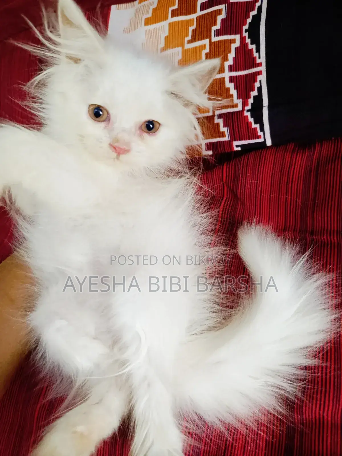 ১-৩ মাস বয়সী মেইল পিওরব্রেড পার্সিয়ান
