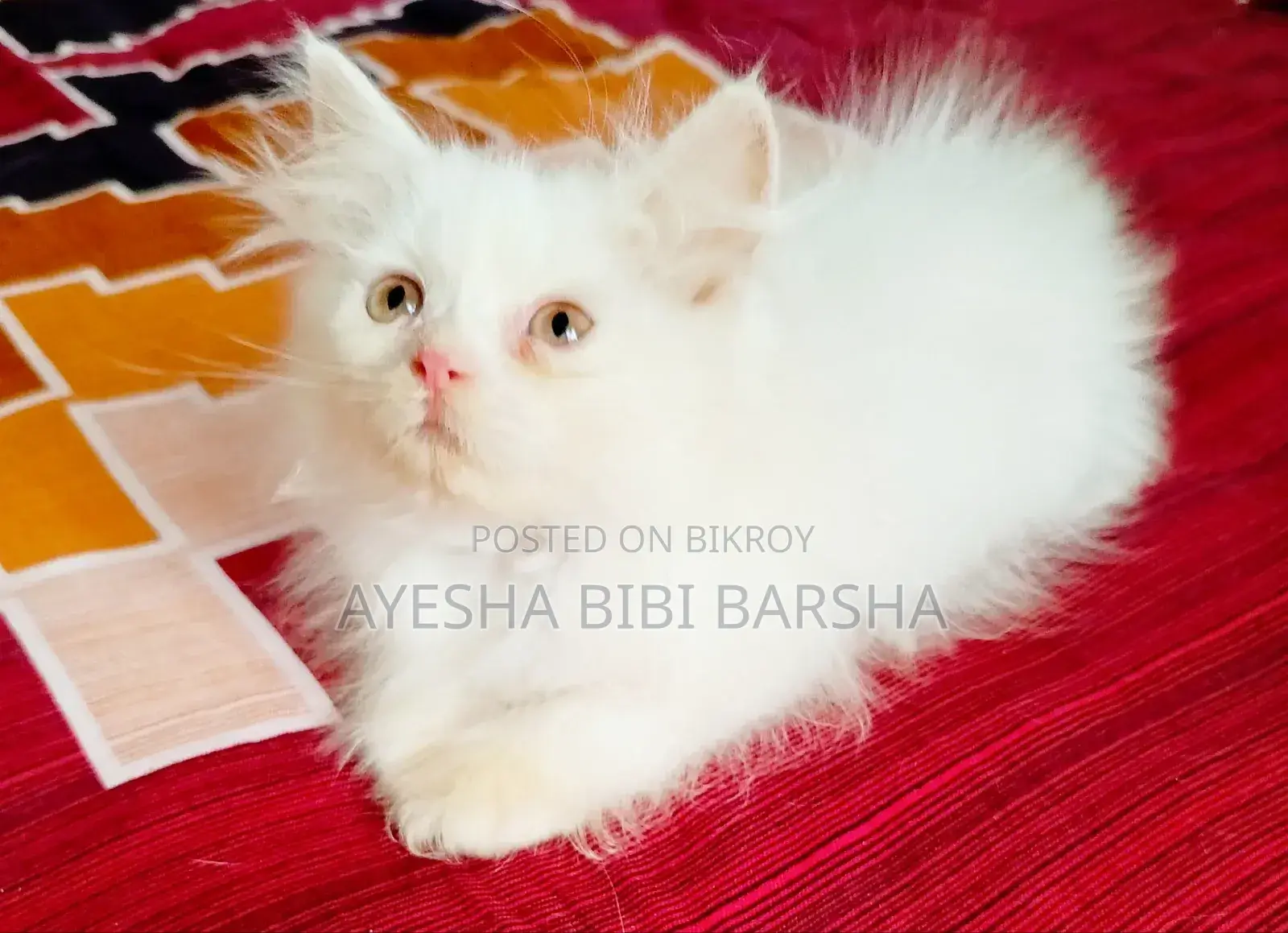 ১-৩ মাস বয়সী মেইল পিওরব্রেড পার্সিয়ান