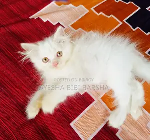 ১-৩ মাস বয়সী মেইল পিওরব্রেড পার্সিয়ান