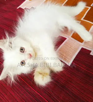 ১-৩ মাস বয়সী মেইল পিওরব্রেড পার্সিয়ান