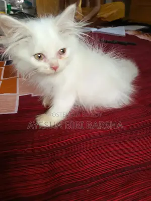 ১-৩ মাস বয়সী মেইল পিওরব্রেড পার্সিয়ান