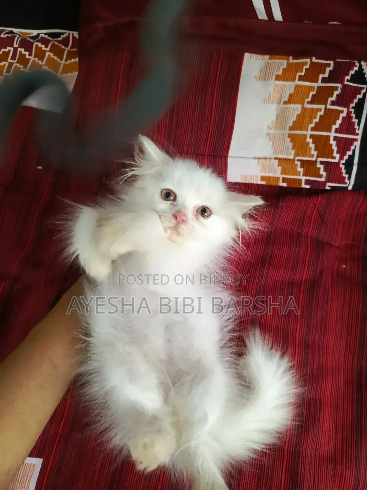 ১-৩ মাস বয়সী মেইল পিওরব্রেড পার্সিয়ান