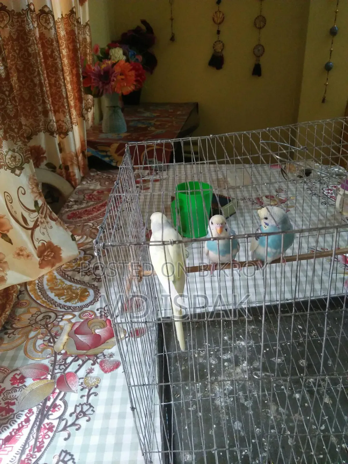 বাজিগর পাখি
